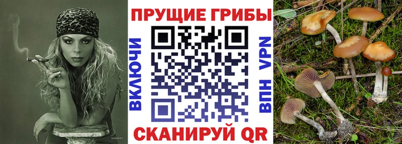 Галлюциногенные грибы Psilocybe  цены наркотик  Кинешма 